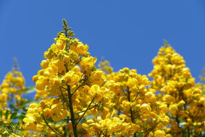 Low angle view of yellow flowering plant against blue sky