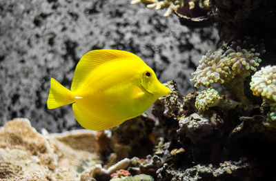 Close-up of yellow fish swimming in aquarium