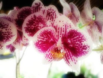 Close-up of pink flower