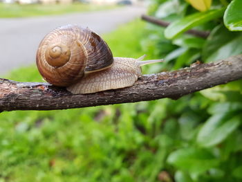 Close-up of snail on tree