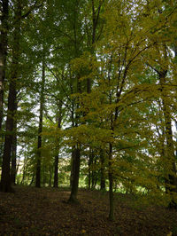 Low angle view of trees in forest during autumn