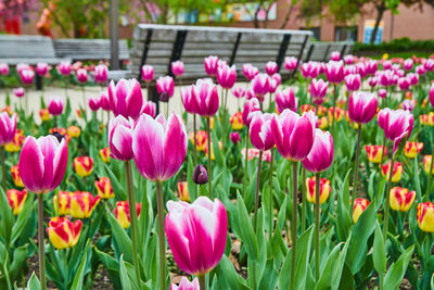 Close-up of red tulips