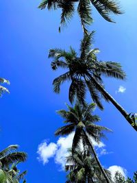 Low angle view of coconut palm tree against blue sky