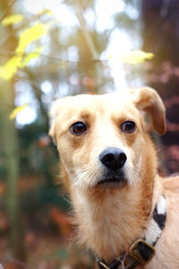 Close-up portrait of dog looking at camera