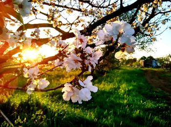 Low angle view of flowers blooming on tree