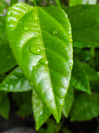 Close-up of raindrops on leaves