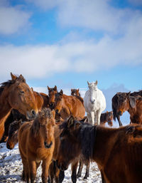 Herd of a horse