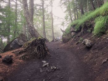 Trees in forest