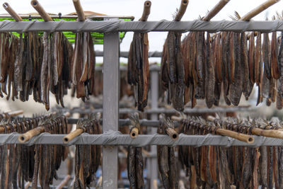 Close-up of drying fishes which are herrings and saury