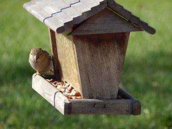 Close-up of bird perching on wooden post