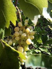 Close-up of grapes growing on tree