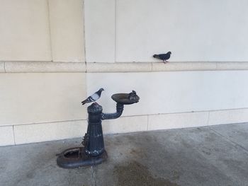 Bird on water fountain