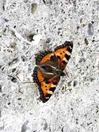 High angle view of butterfly