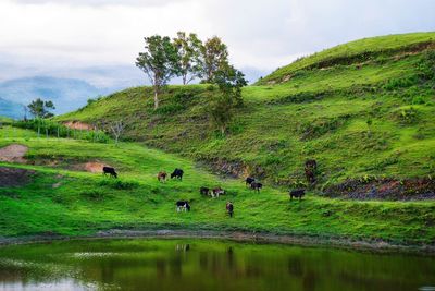 Scenic view of green landscape