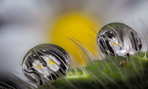 Close-up of water drops on plant