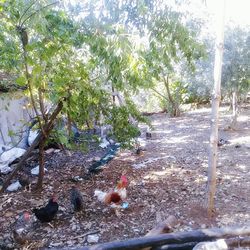 View of birds on land