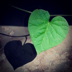 High angle view of heart shape leaf on plant
