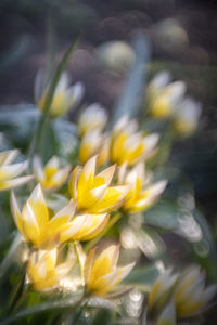 Close-up of yellow flowering plant