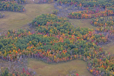 High angle view of flowering plants on field during autumn