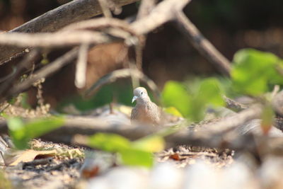 Close-up of a bird on land