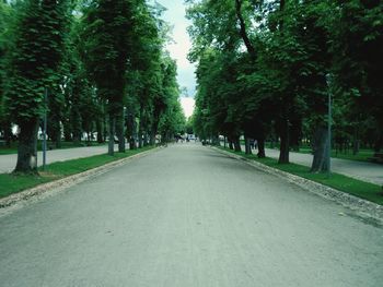 Empty road along trees