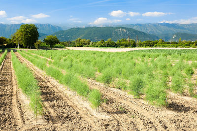 Scenic view of agricultural field against sky