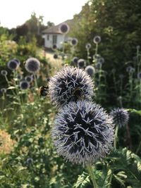 Close-up of thistle