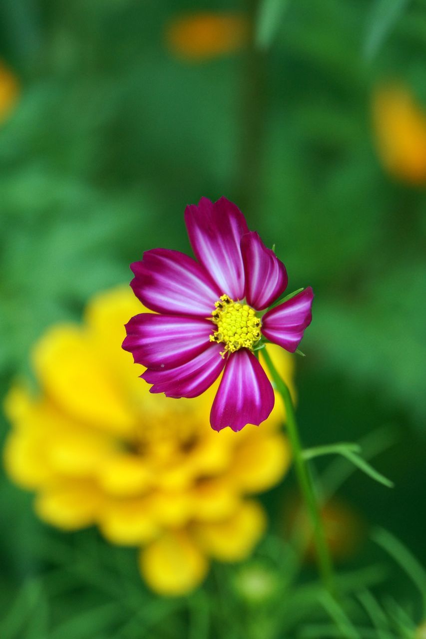 flower, petal, freshness, flower head, fragility, growth, beauty in nature, pollen, focus on foreground, close-up, blooming, yellow, nature, single flower, pink color, in bloom, plant, blossom, stamen, selective focus