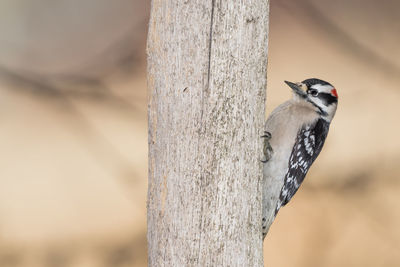 Close-up of bird perching on tree trunk