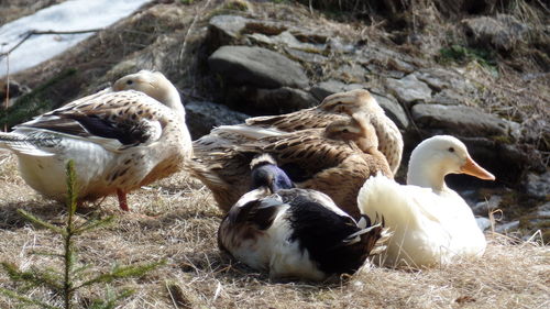 Ducks on ground