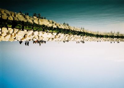 Birds on shore against clear sky