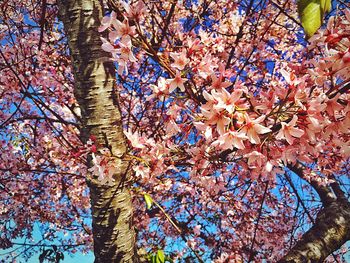 Low angle view of tree against sky