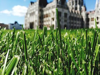 Close-up of grass against sky