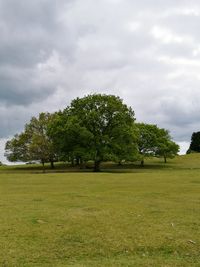 Trees on field against sky