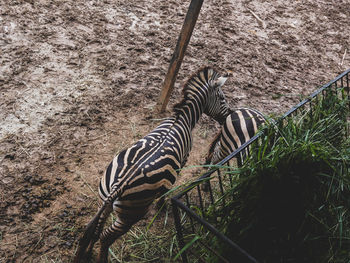 View of a horse on field