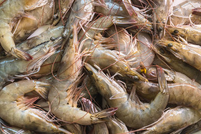 Close-up of fish for sale in market