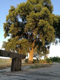 Tree against sky