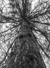 Low angle view of bare tree against sky