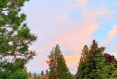 Low angle view of trees against sky during sunset