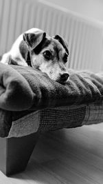 Close-up of dog looking at home