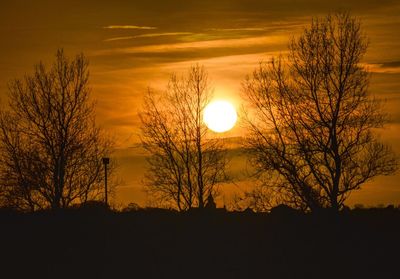 Silhouette trees against orange sky during sunset