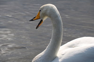 View of birds in water