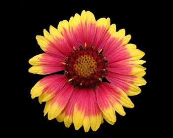 Close-up of sunflower against black background