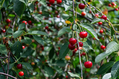 fruit