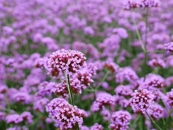 Close-up of pink flowering plants on field