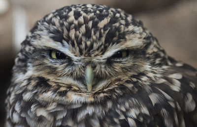 Close-up portrait of owl