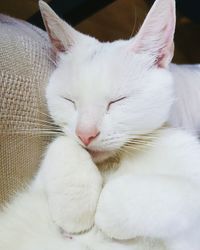 Close-up of cat sleeping