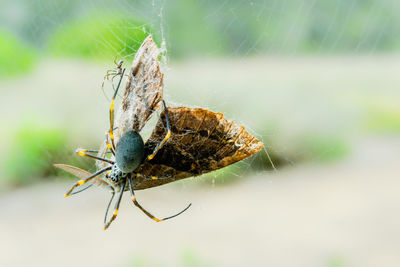 Close-up of insect