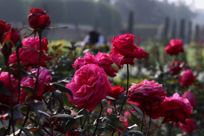 Close-up of pink roses