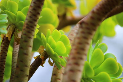 Low angle view of green leaves